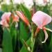 Canna Rose Plant