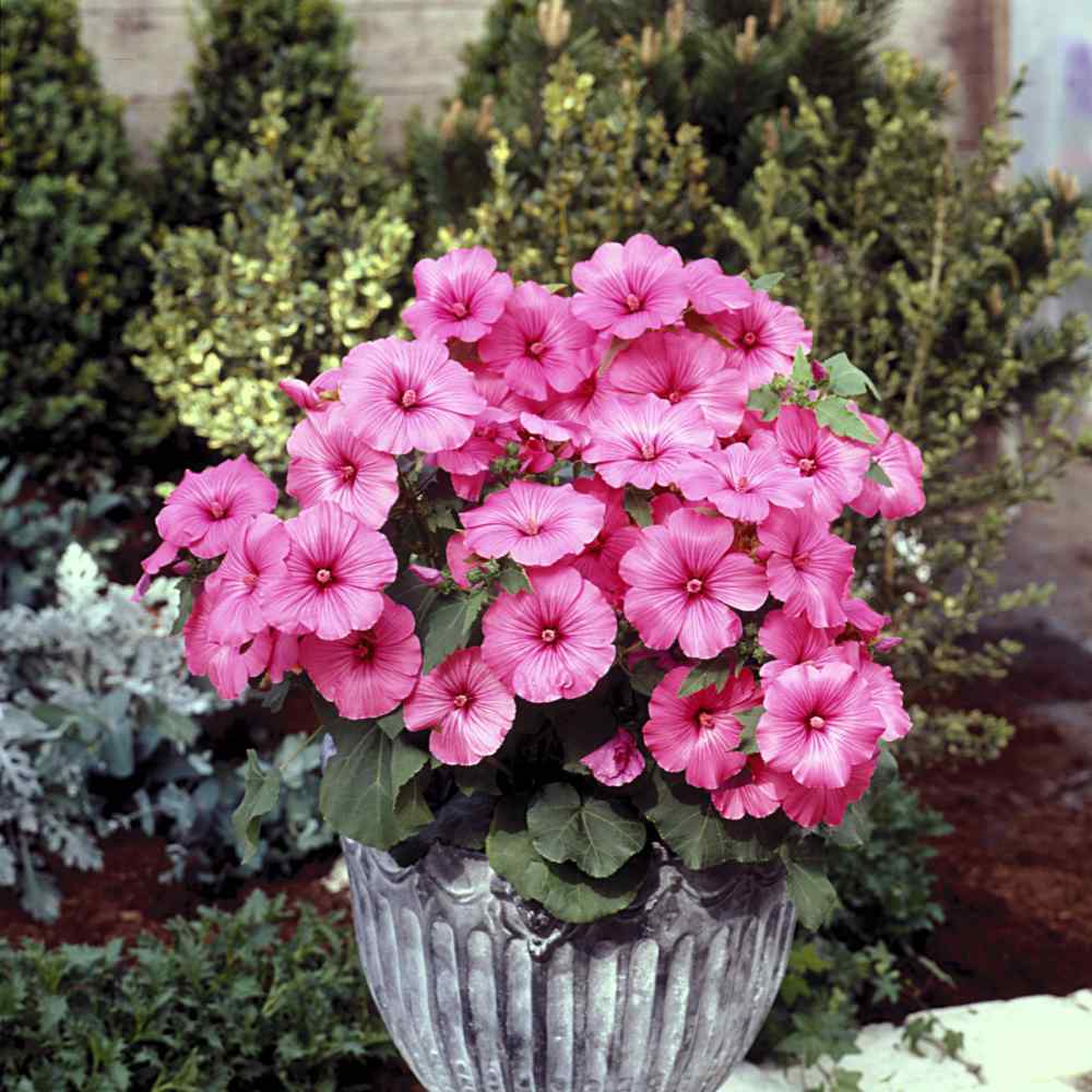 Rose Mallow Seeds | Loveliness