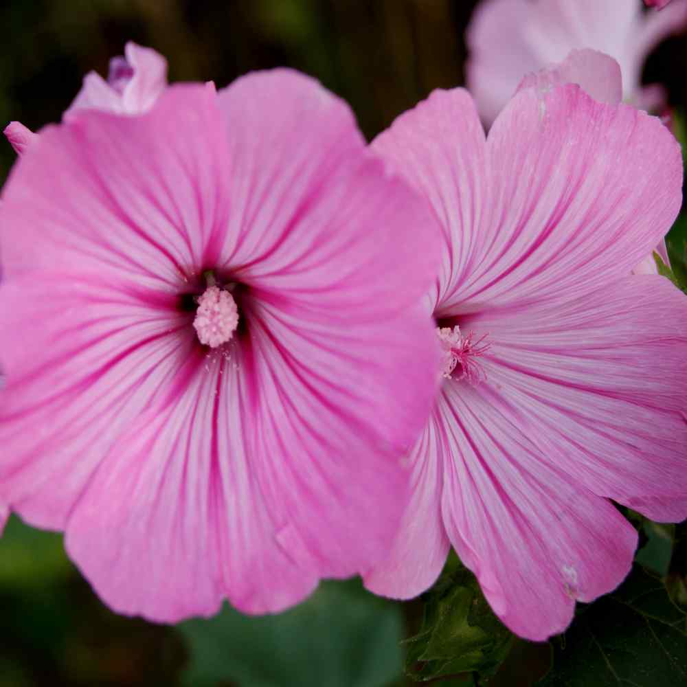  These Rose Mallow Flowers...