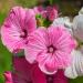 mallow rose mix seeds