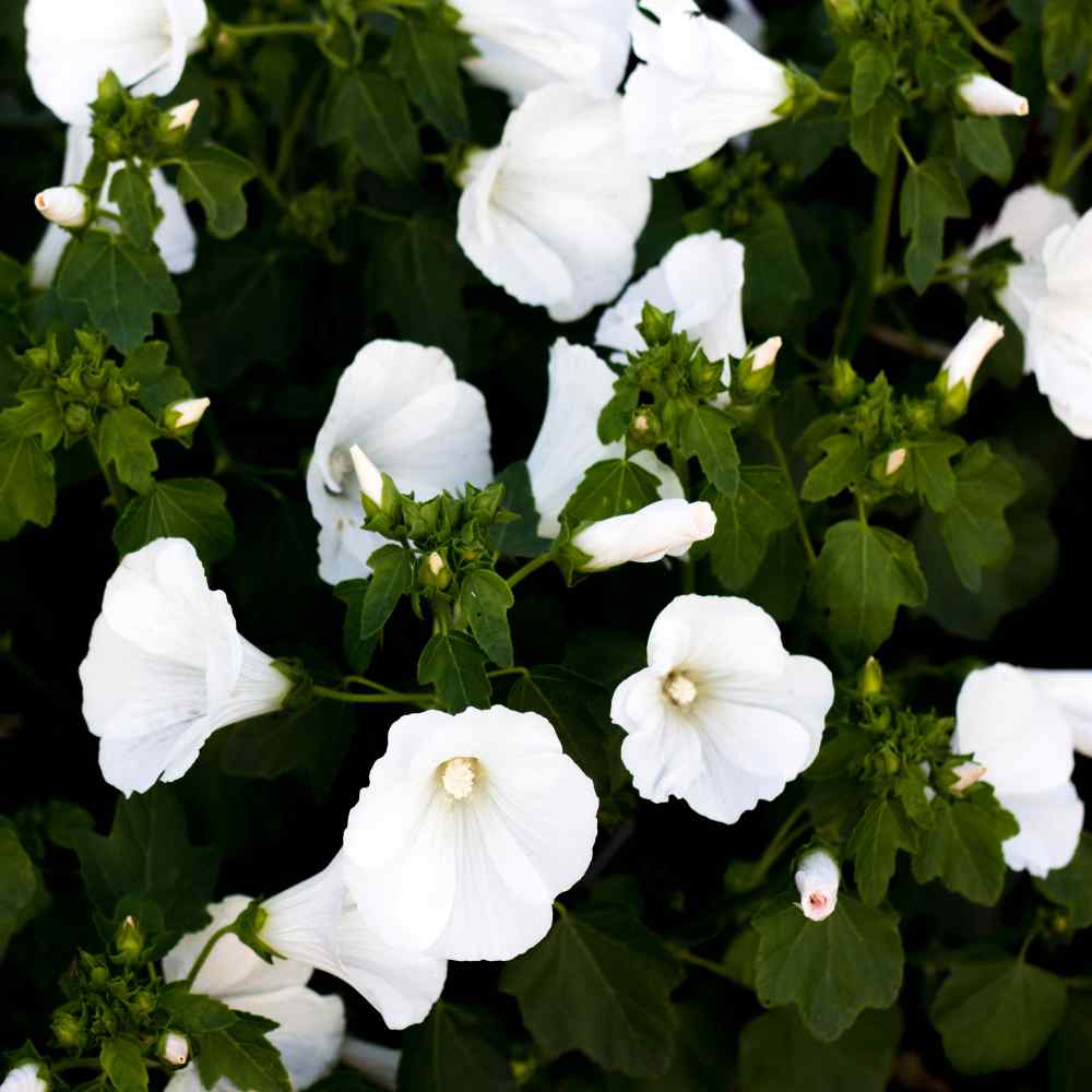 Rose Mallow Mont Blanc Flowers