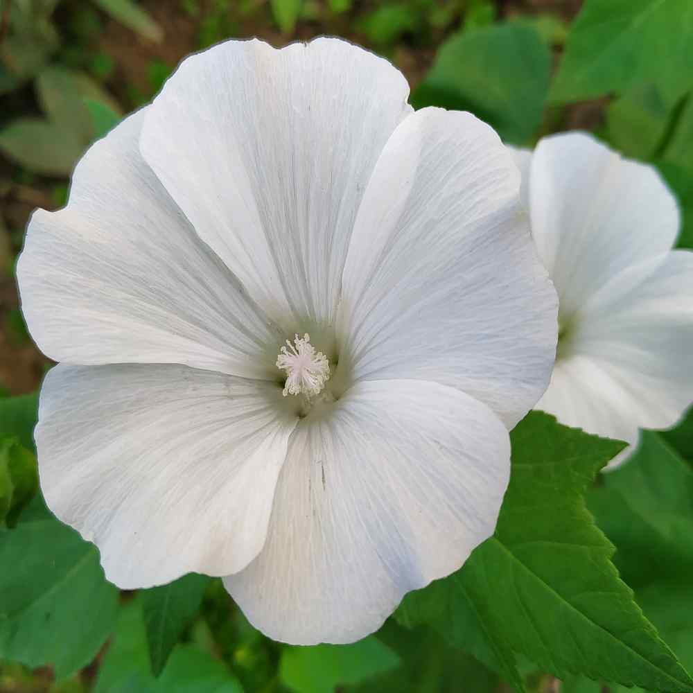 Rose Mallow Mont Blanc Plants