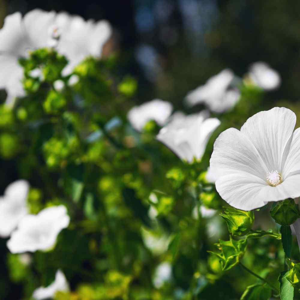 Rose Mallow Mont Blanc Flowering Plants