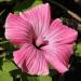 Rose Mallow Tanagra Plants