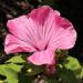 Rose Mallow Tanagra Flowers