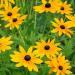 Rudbeckia Hirta Marmalade Flowers