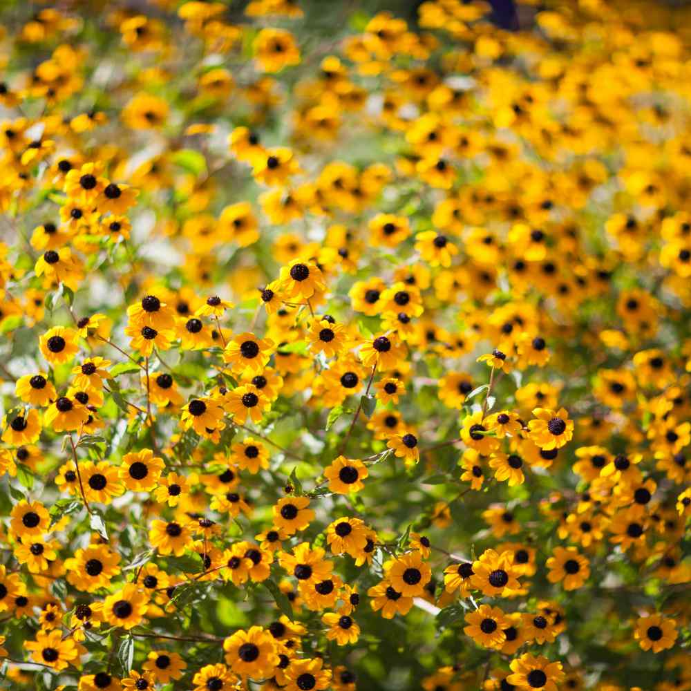 Rudbeckia Hirta Seeds Rudbeckia Marmalade Flower Seed