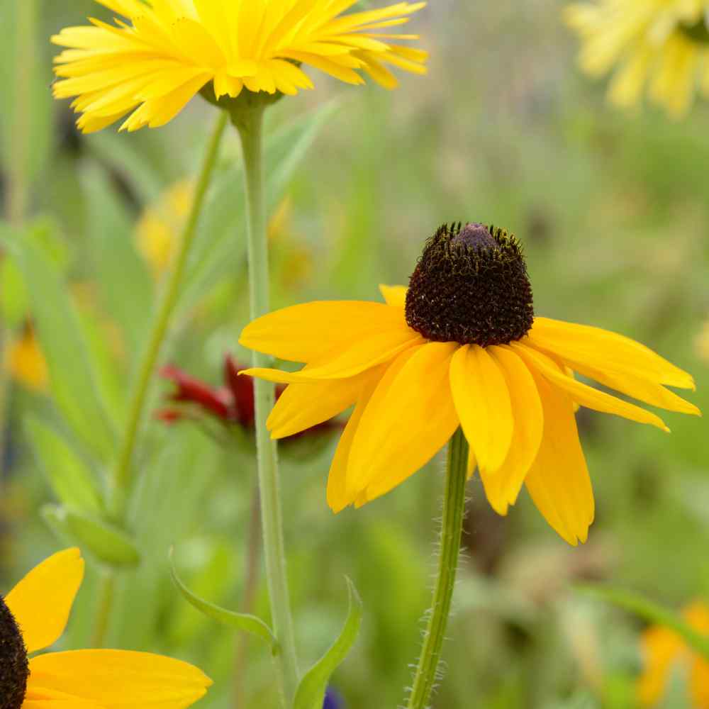 Rudbeckia Marmalade Thompson /& ‿Morgan Fleur 400 graines