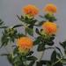 Bee On Orange Saffflower