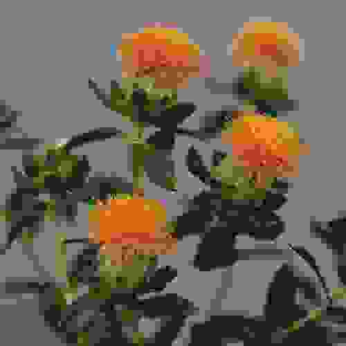 Bee On Orange Saffflower