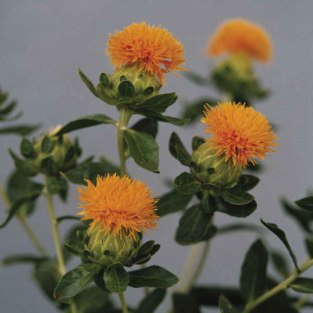 Growing Safflower in Utah