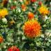 Orange Safflower