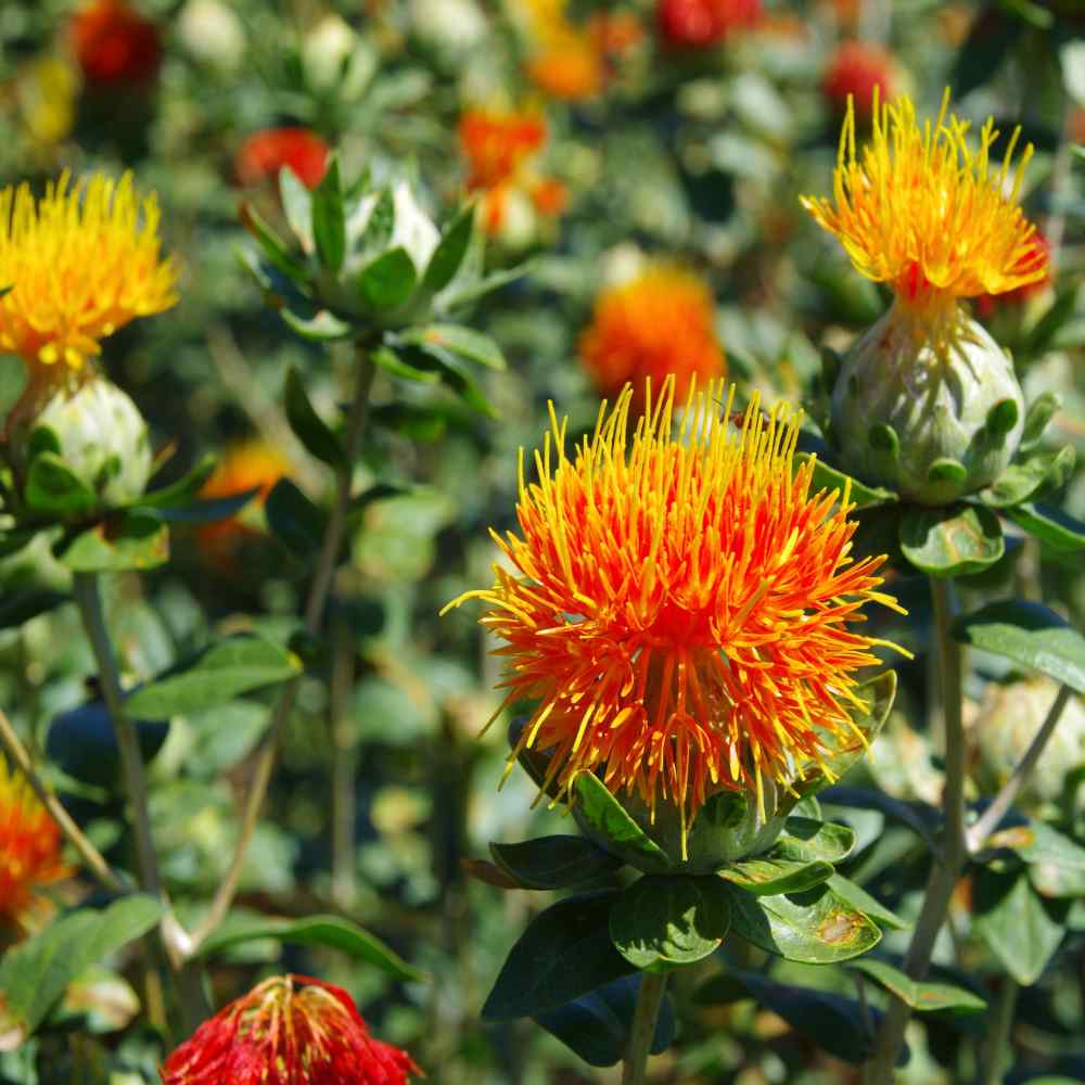 Safflower Harvest Guide – Learn How And When To Pick Safflowers