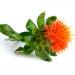Orange Safflower Herb