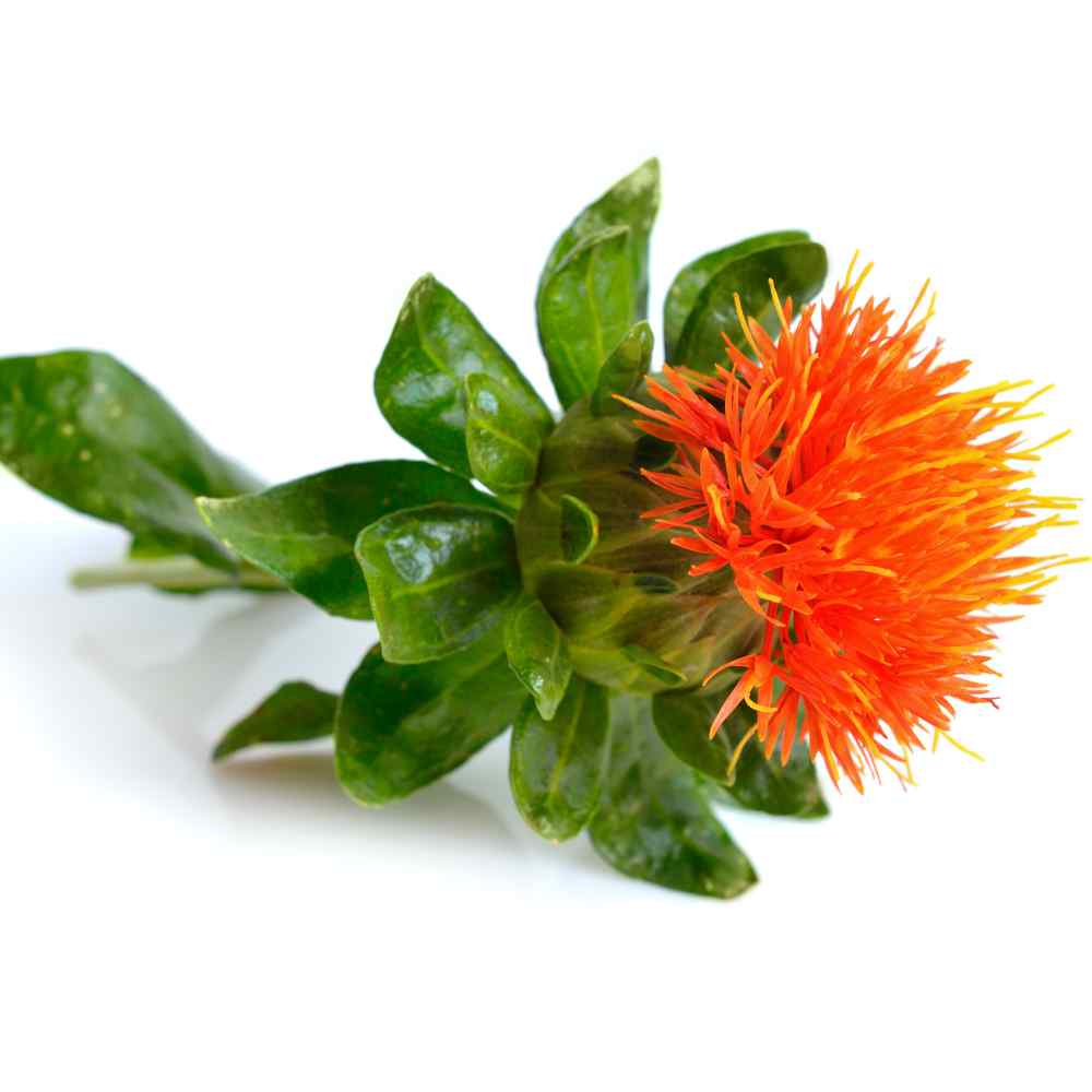 Safflower, Dark Orange-Red