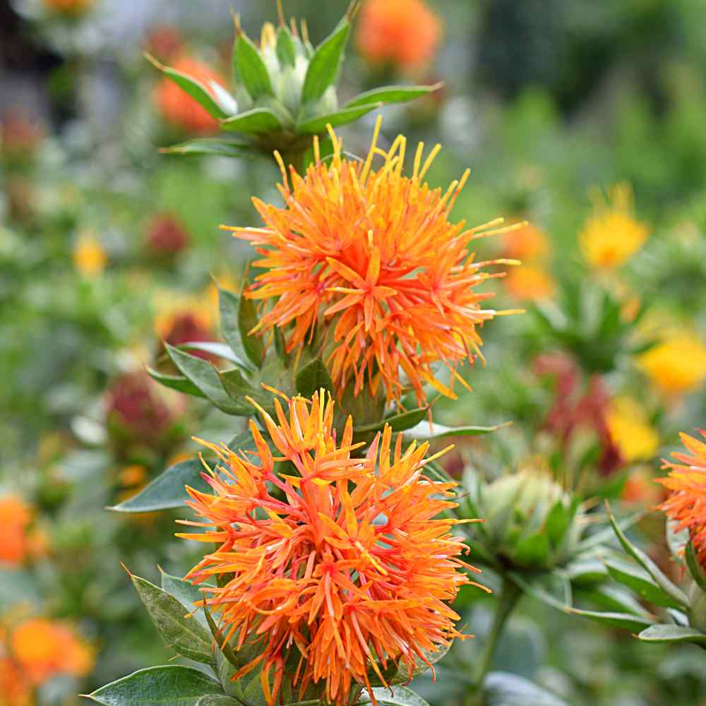How T Grow Safflower From Seed With Update