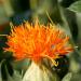 Safflower Orange Flowers