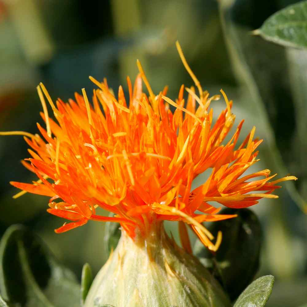 How T Grow Safflower From Seed With Update, Carthamus Tinctorius