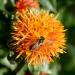 Orange Safflower Herb Flower