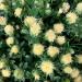 Safflower White Plants Outdoors