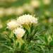 Carthamus Tinctorius White Flowers