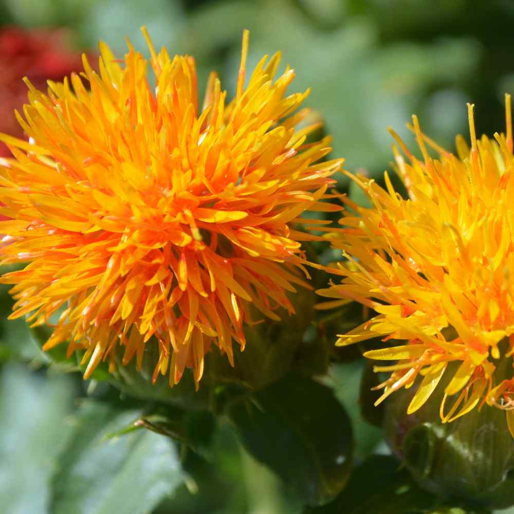 Origins of the Safflower