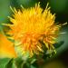 Annual Carthamus Yellow Flowering Plants