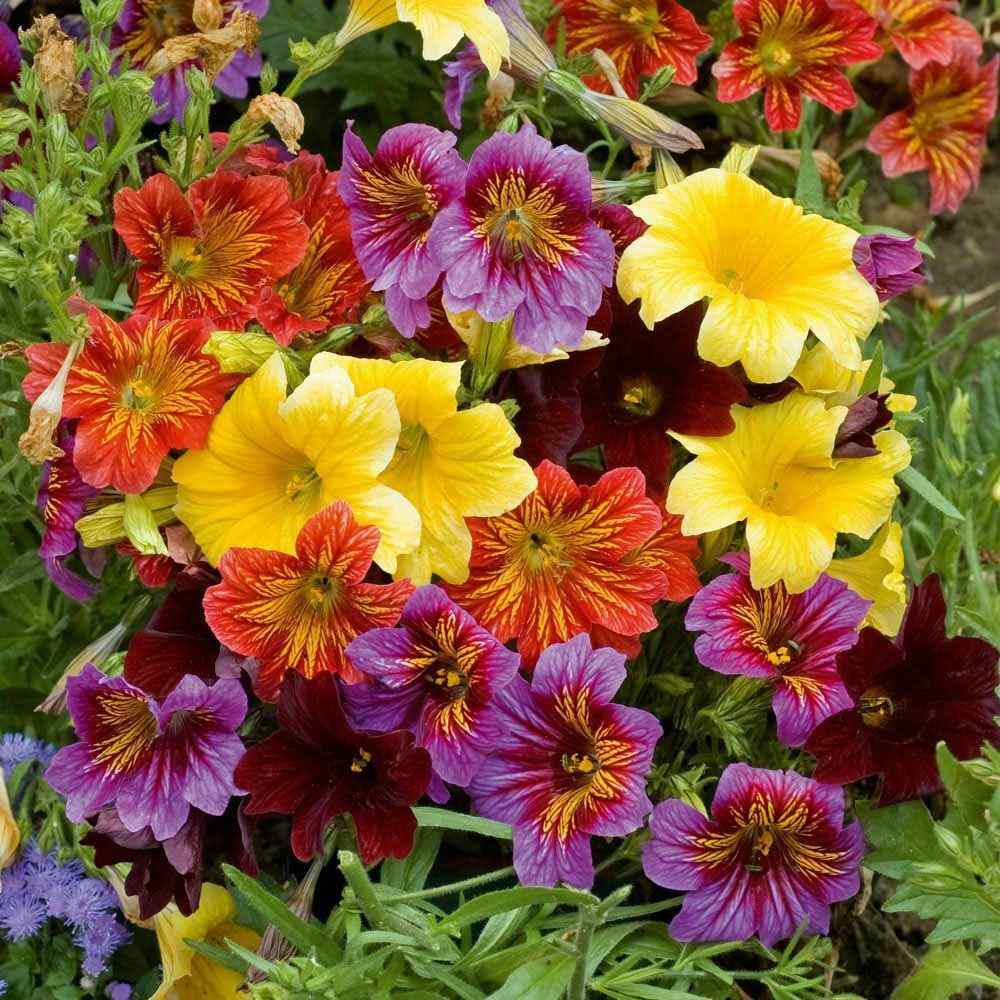 Salpiglossis Flowers