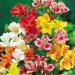 Alstroemeria Lily Flower Seed Mix