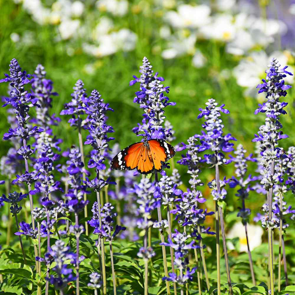 Salvia Seeds | Blue Victory