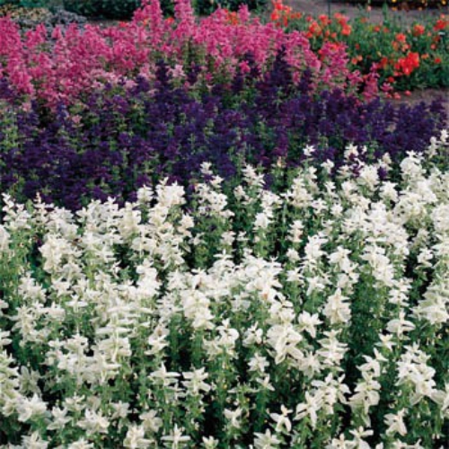 Salvia Horminum White Swan