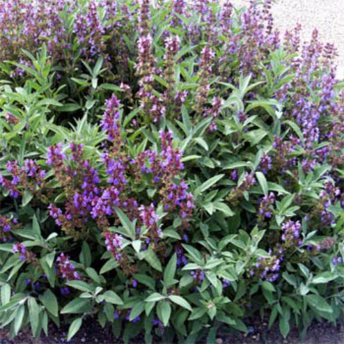 Sage Seeds Salvia Officinalis Herb Seed