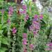 Salvia Pink Flower Field