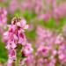 Salvia Pink Flowers