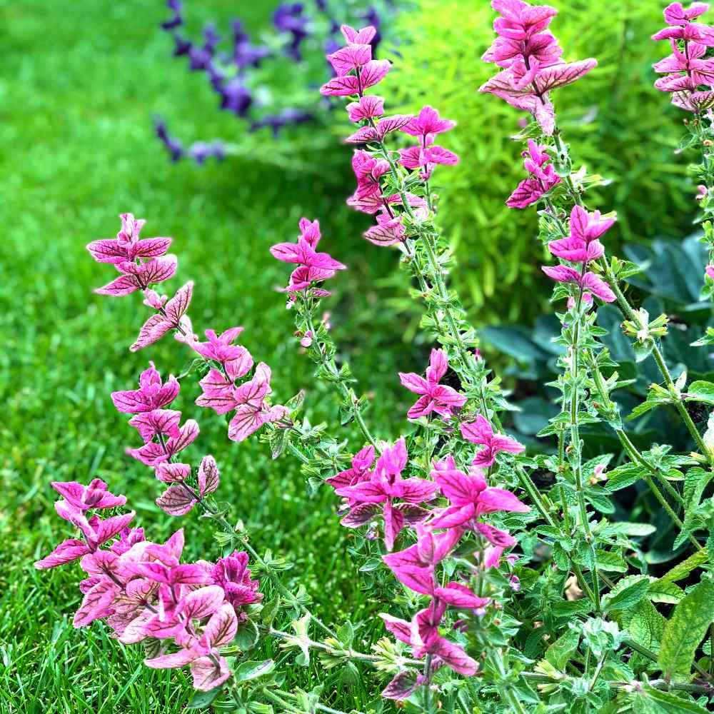 Salvia Seeds Salvia Pink Sunday Flower Seed