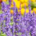 Salvia Pratensis Blue Flowers