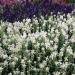 Salvia Horminum White Swan Flowers