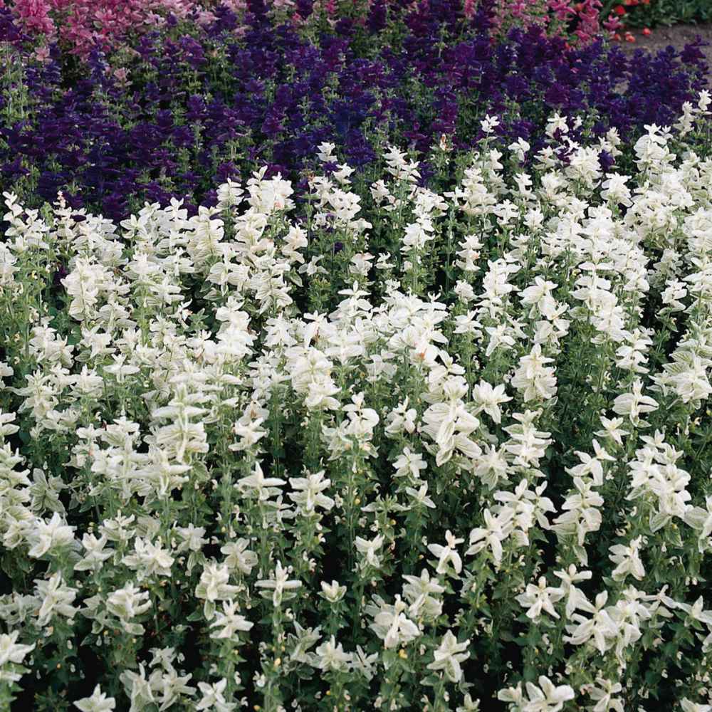 Salvia Seeds | White Swan