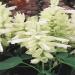 Salvia Horminum White Swan Plants