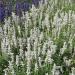 Salvia Farinacea White Flowers