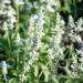Salvia Farinacea White Victory Flowers