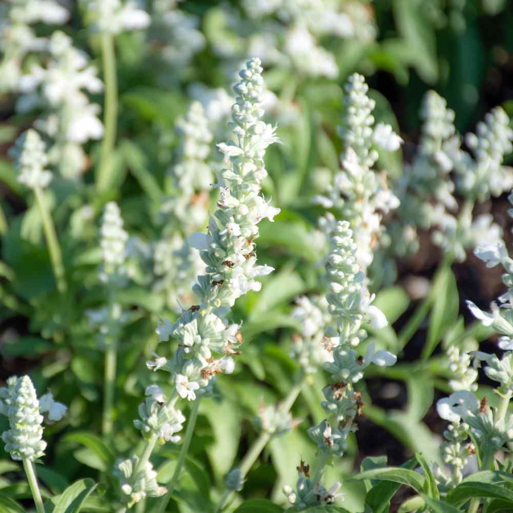 Salvia Seeds | White Victory