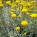 Lavender Cotton Yellow Flowers