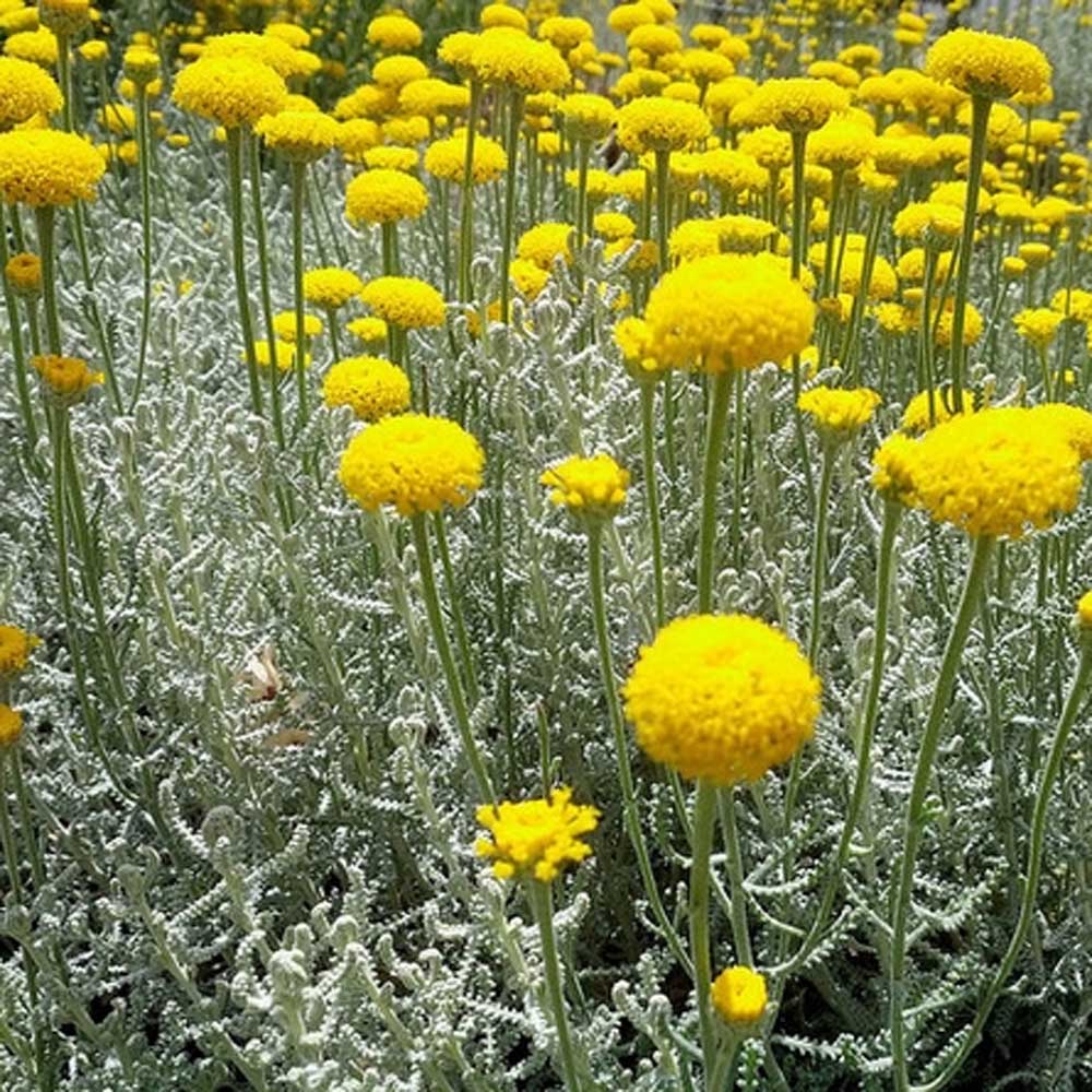 Lavender Cotton Yellow Flowers