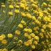 Lavender Cotton Flower Seeds