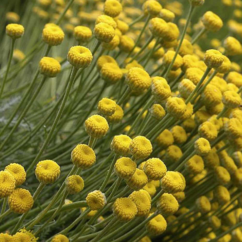 Lavender Cotton Flower Seeds