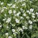 Saponaria White Flowers