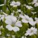 Saponaria Vaccaria Alba Flowers