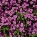 Saponaria Ocymoides Rose Ground Cover