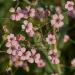 Annual Saponaria Vaccaria Pink